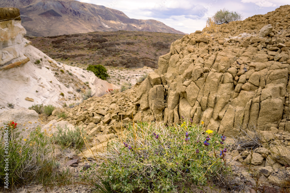 rocks and wild flowers in the desert