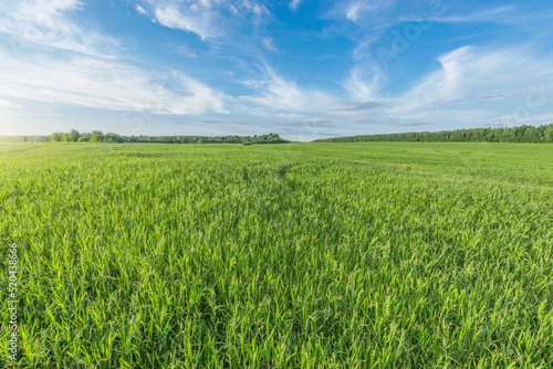 Green grass on the field 