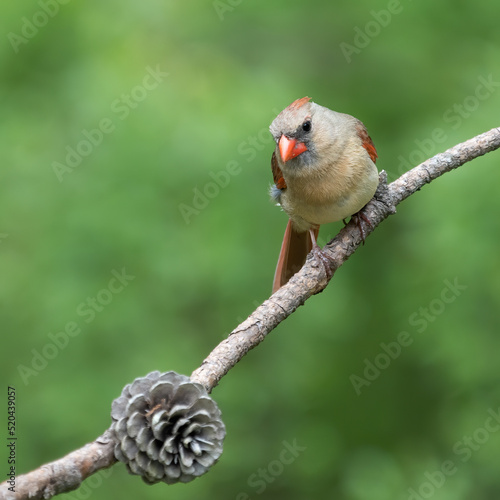 Female northern cardinal perched on branch looking at the camera