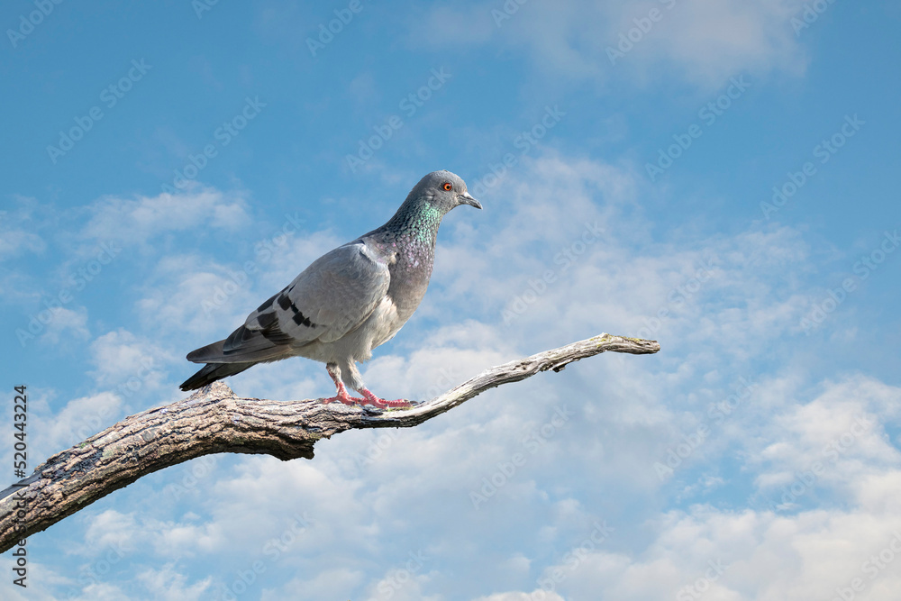 Portrait of a pigeon. It belongs to the group, order of pigeon birds. Portrait of a pigeon. It belongs to the group, order of pigeon birds.