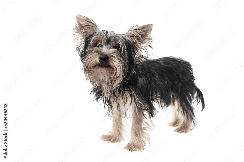 Beautiful and cute black and white yorkshire terrier dog over isolated background. Studio shoot of purebreed yorkie puppy. Beautiful and cute black and white yorkshire terrier dog over isolated background. Studio shoot of purebreed yorkie puppy.