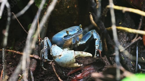 Blue Land Crab (cardisoma guanhumi), Costa Rica Wildlife, Rainforest Animals and Nature in Tortuguero National Park, Central America Crustacean Hiding in Hole on Wildlife Watching Holiday Vacation photo