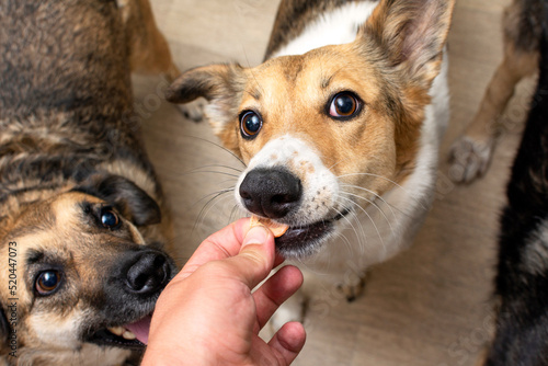 Sticker dehydrated carrots for dietary nutrition of dogs
