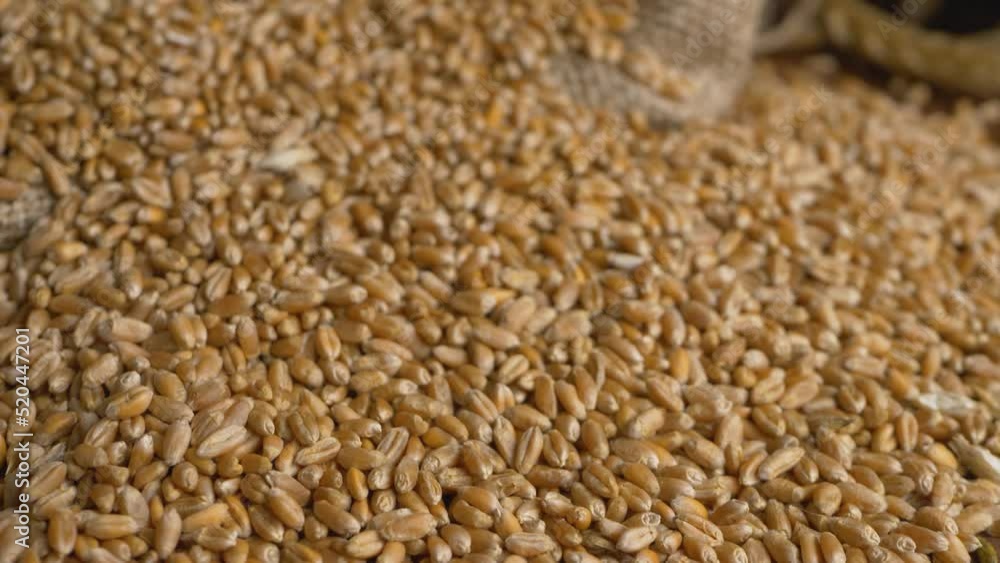 Golden color wheat. Heap of ripe raw grain, rural scene. Organic farming, dry vegetable. Bindle bag or sack Golden color wheat. Heap of ripe raw grain, rural scene. Organic farming, dry vegetable. Bindle bag or sack