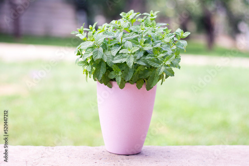 bush of peppermint in a pink pot on a natural background