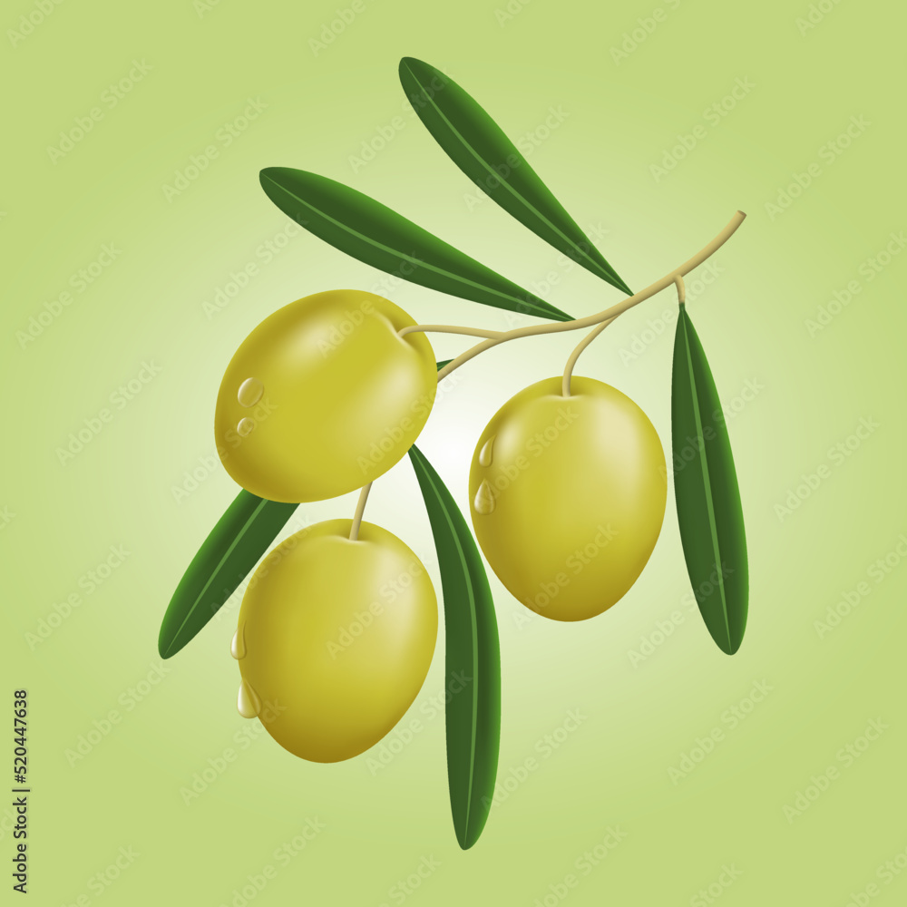 Vector illustration of realistic olive branch
