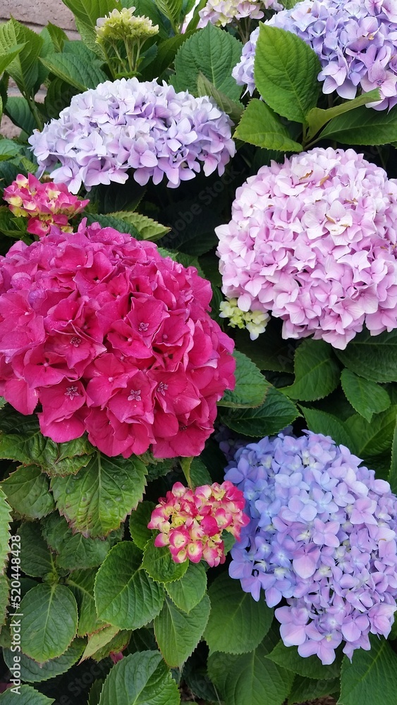 Hydrangea flowers in pink, purple and fuschia.