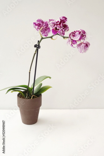 Purple and White Potted Orchid on White Background