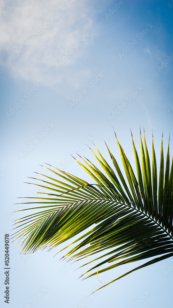 Fototapeta premium Palm tree on a background of a cloudy sky. Coconut Tree Leaves