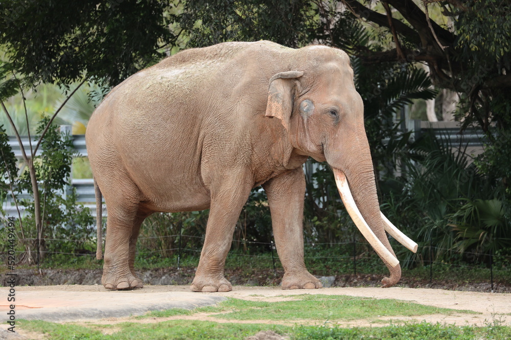 Naklejka premium Asian Elephant