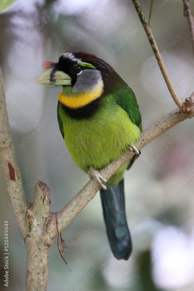 Naklejka premium Fire-tufted barbet