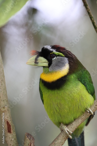 Fire-tufted barbet photo