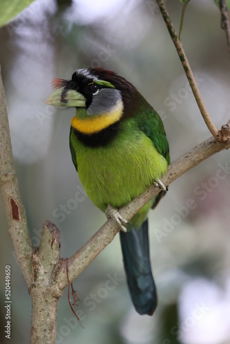 Fire-tufted barbet photo