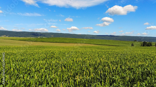 Big Valley Corn Field