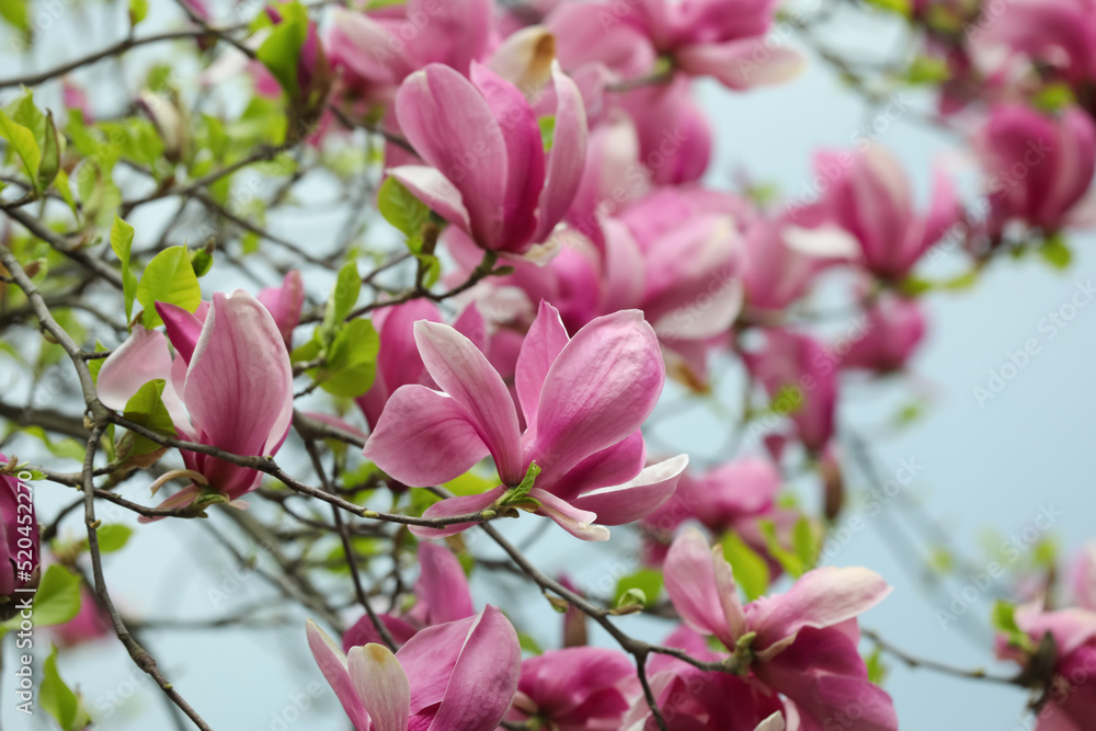 Fototapeta premium Beautiful magnolia tree with pink flowers on blurred background, closeup