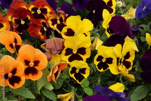 Beautiful colorful pansies growing in garden, closeup