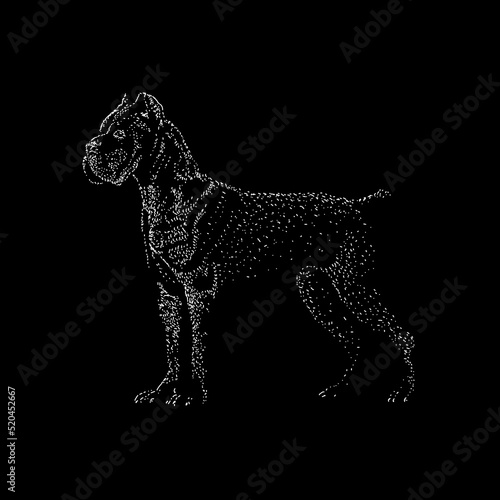 Cane Corso hand drawing vector illustration isolated on black background