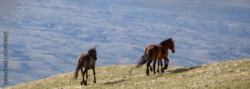 Three wild horses running wild on a mountain ridge in the western United States