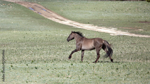 Gray Grulla Wild Horse stallion running next to a dirt road in a mountain pasture in the United States