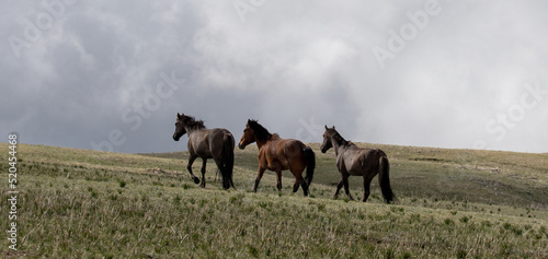 Three bachelor wild horse stallions on mountain ridge in the western United States photo