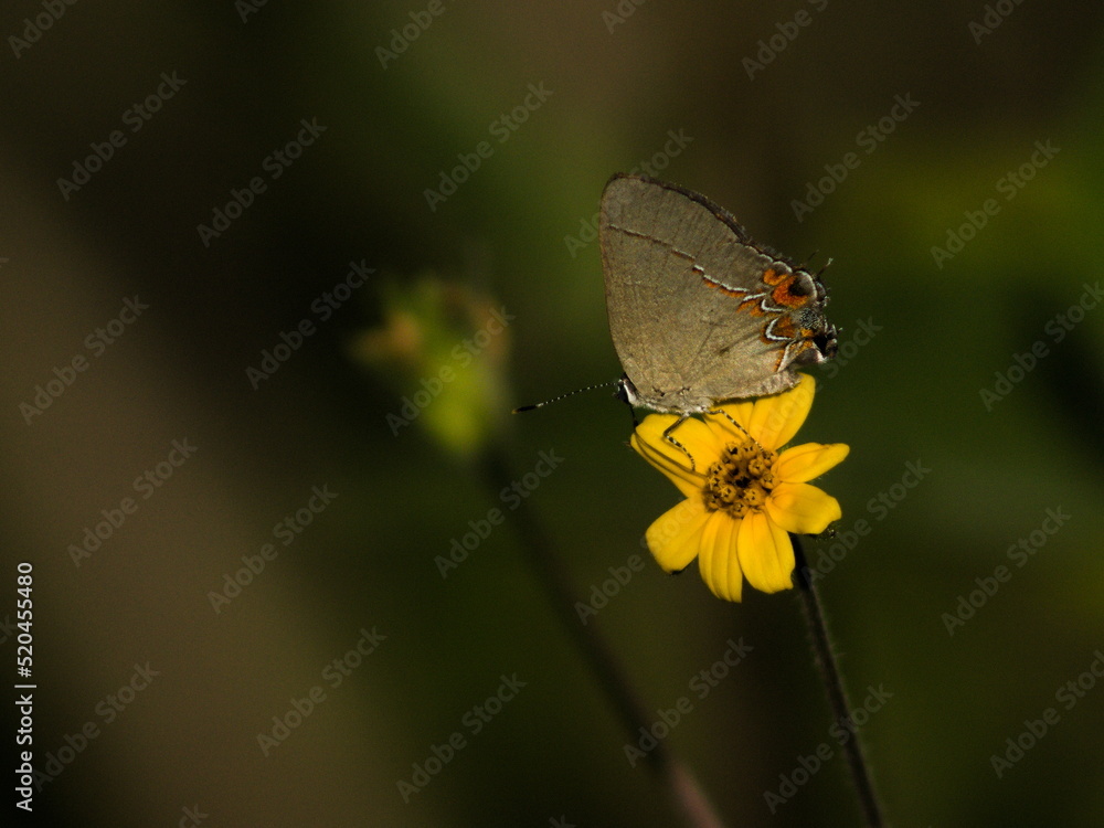 butterfly on flower in summer.