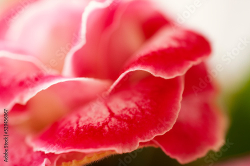 Carnation cravo flower macro pink and white petals