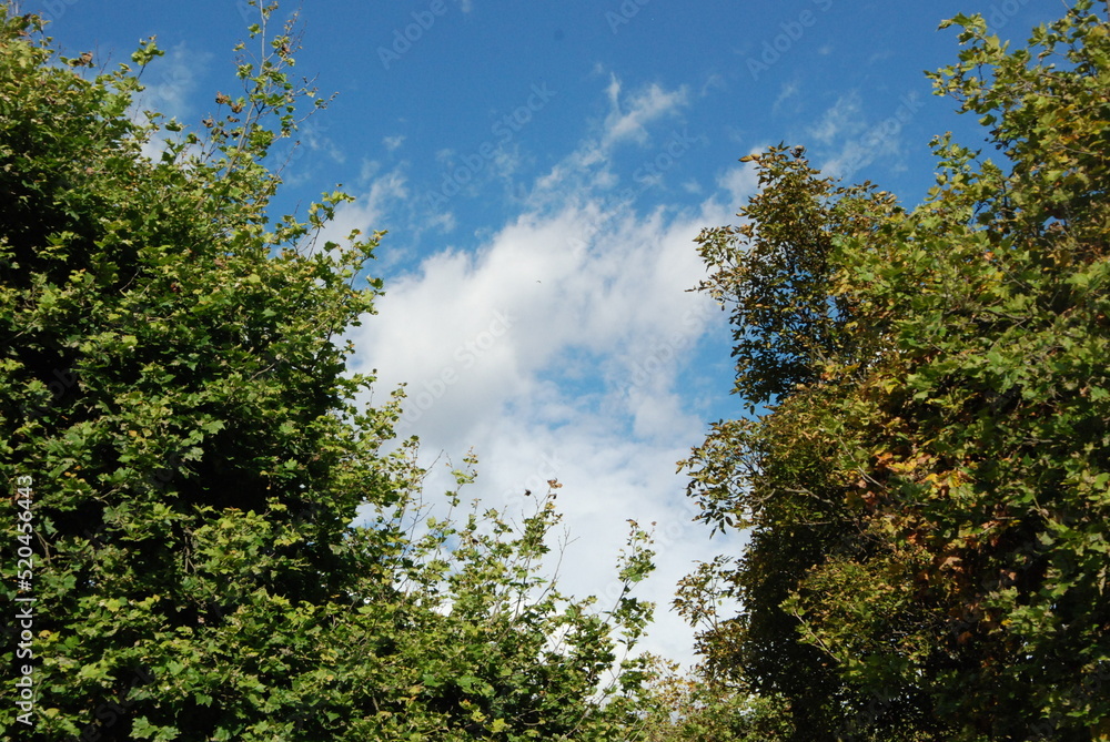 trees and sky