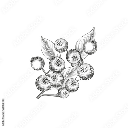 Hand drawn blueberry fruits 