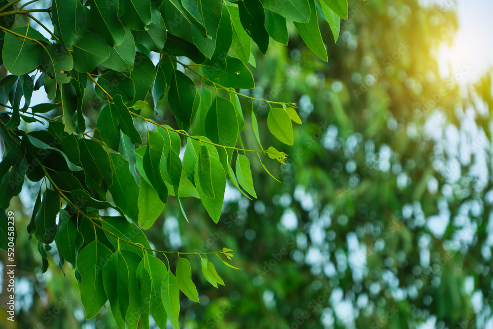 Fototapeta premium Eucalyptus leaves. branch eucalyptus tree nature background