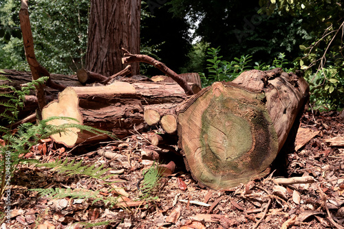 Slika na platnu Logs of tree that has fallen or cut off