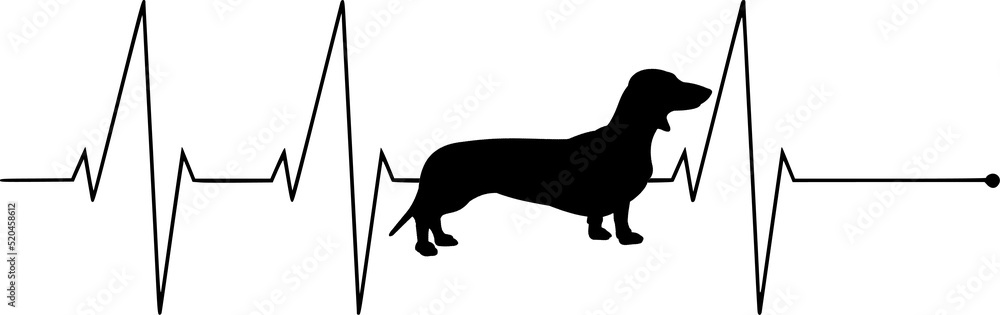 dachshund heartbeat
