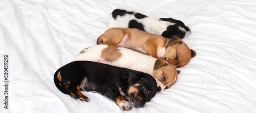 Cute puppies sleeping on bed © Pixel-Shot