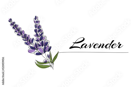 Continuous one line drawing of lavender. Modern style vector illustration on isolated background.