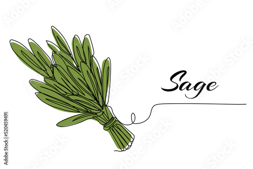 Continuous one line drawing of sage. Modern style vector illustration on isolated background.