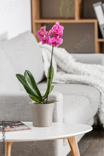 Beautiful orchid flower and magazine on table near sofa in living room