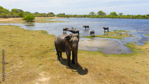 Photography The Wild Elephant attacks the drone