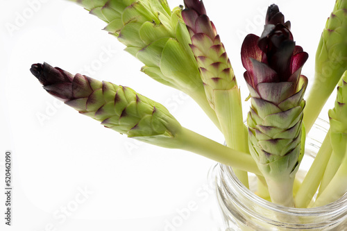 Siam tulip (Cucuma Sparganifolia), young Krachiew stem flowers on a white background. Fresh young Siam tulip is edible plants. herbal vegetable and cooking concept. photo