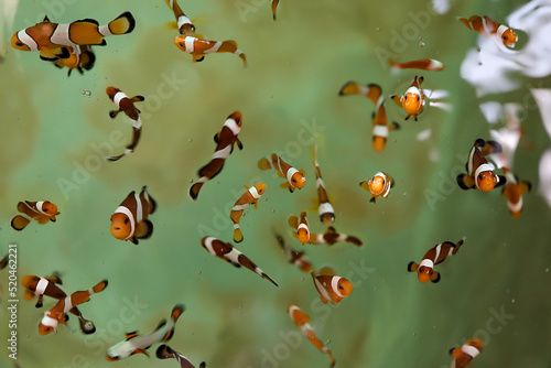 The ocellaris clownfish (Amphiprion ocellaris) swim in pond. Clownfish farming in cement pool. photo