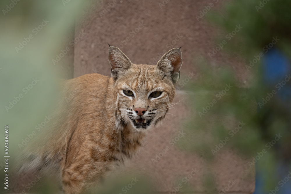 Obraz premium bobcat snarling in front of block wall
