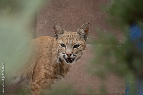 bobcat snarling in front of block wall