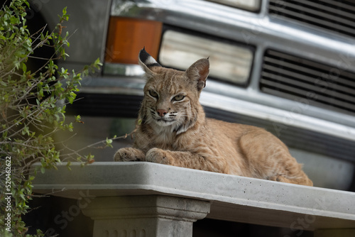 bobcat lying on bench in front of SUV