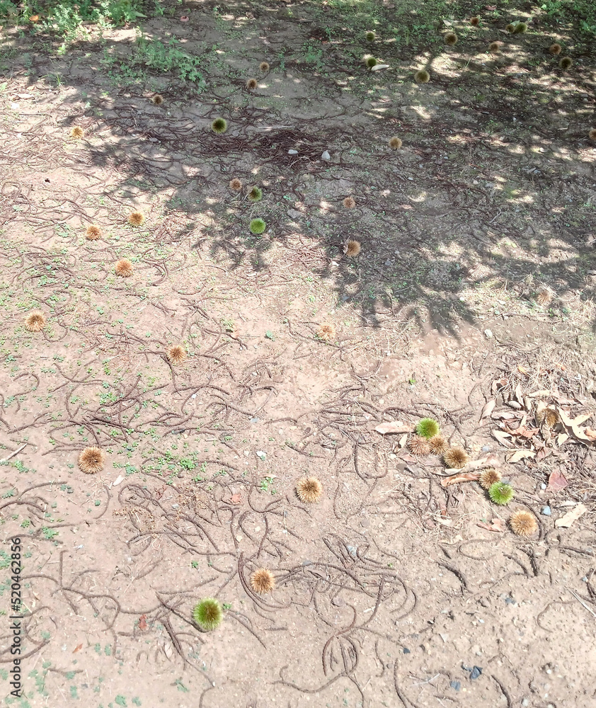 Obraz premium 落ち栗 fallen chestnuts