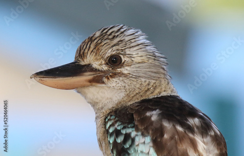 Close up portrait of a blue-winged kookaburra bird in Australia