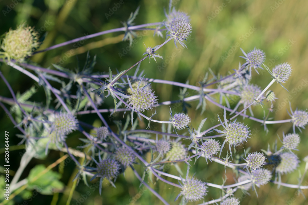 Eryngium planum, blue eryngo flowers closeup selective focus