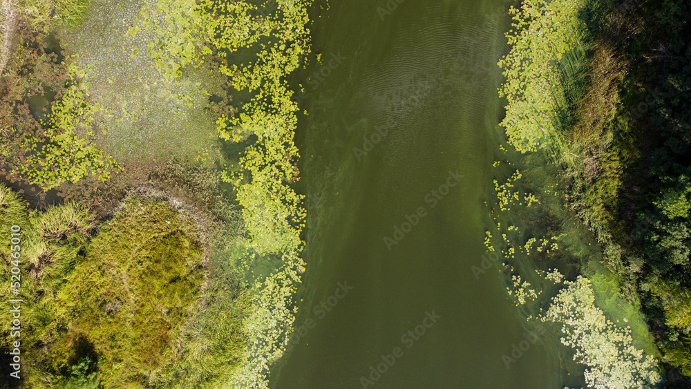 green swamp ripples on the surface of the water. shooting from a drone, Ukraine.