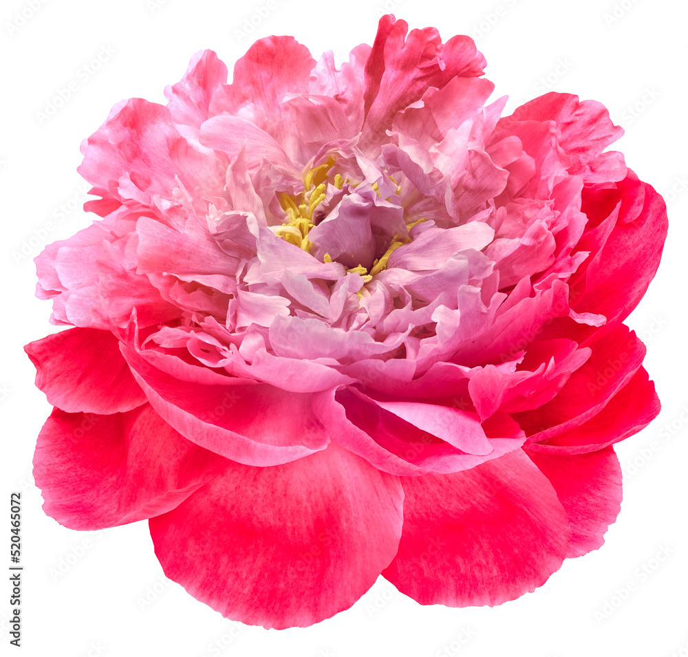Pink  peony flower  on white isolated background with clipping path. Closeup. For design. Nature.