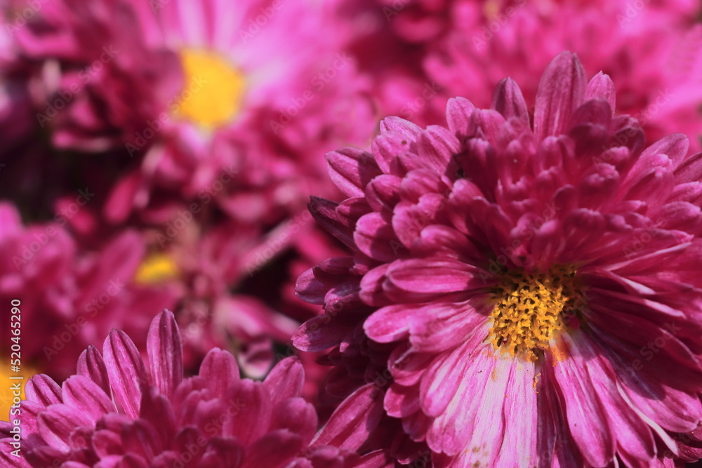 chrysanthemum flowers are blooming in the summer garden chrysanthemum flowers are blooming in the summer garden