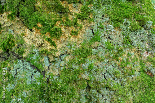 Trunk, tree bark covered with green moss. Background, wallpaper. © Eugene