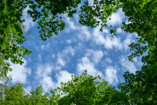 Blue sky and clouds framed by green trees. View from the bottom of the treetops. Canopy from the crowns of trees.