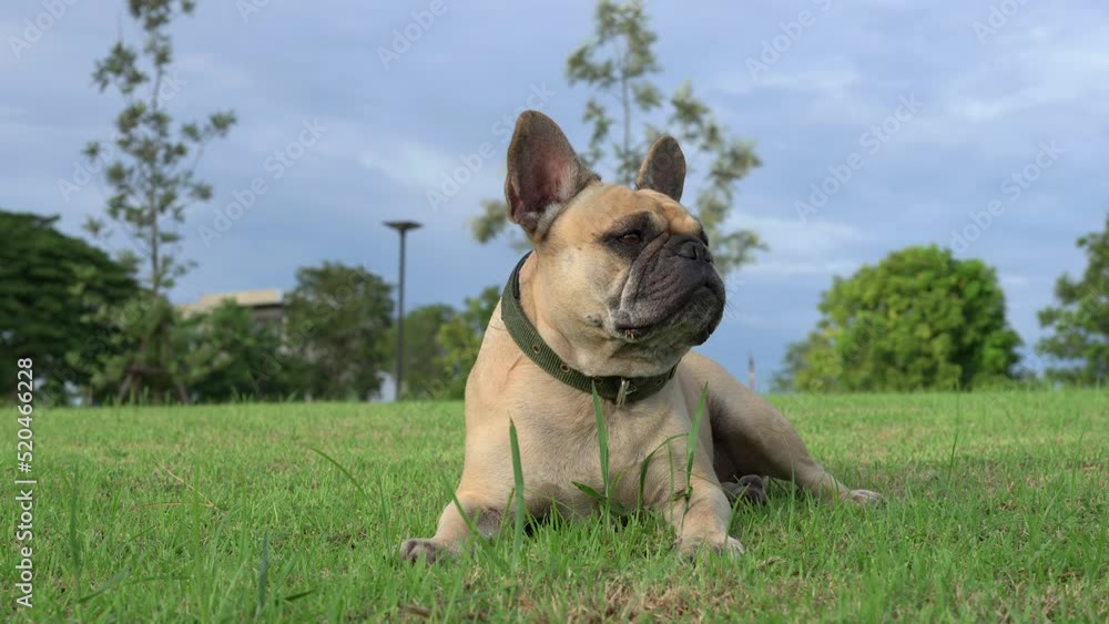 Dog lying at field against the cloudy sky background Dog lying at field against the cloudy sky background